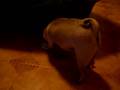 Pug video