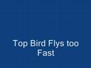 Top Bird Flys too Fast