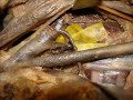 nervo laríngeo recorrente e artéria tireóidea inferior