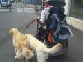 balade tchao, bug et io