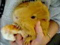 Guinea Pig-syringe feeding