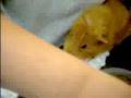 Guinea Pig-syringe feeding