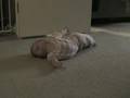 Fiona Goossen Rolling Over