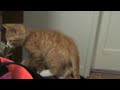 Kittens Kittens