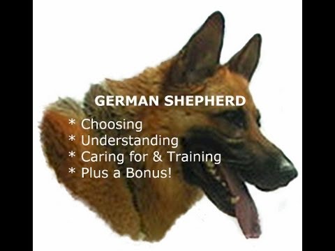 how to care german shepherd puppy