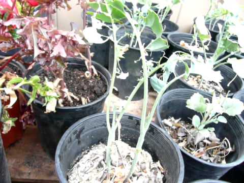 how to transplant broccoli plants