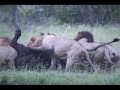 lions-hunt-buffalo.html