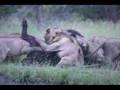 Lions Killing a Buffalo