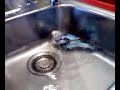 wellensittich efe badet