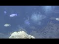 Nekton - Medio Reef, Bahamas, Part 5