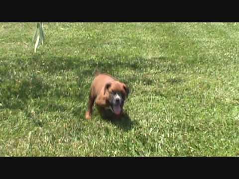 AKC Boxer Gus Playing