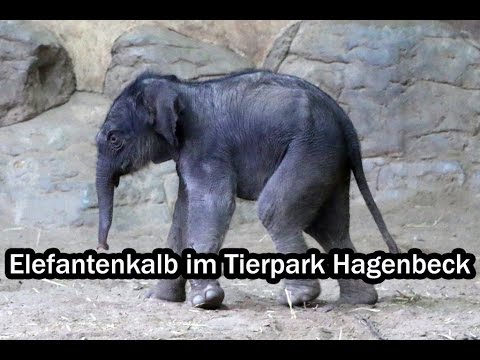 Hamburg: Tierpark Hagenbeck - Neues Elefanten-Baby 2016!