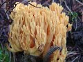 Fungi Slide Show