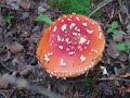 Fungi Slide Show