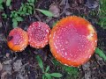 Fungi Slide Show
