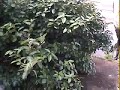 AIRSOFT - Rush sur le drapeau AIRSOFT - Rush sur le drapeau