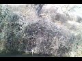 Click here to watch this video PESCA EN CALAMOCHA 2012 3