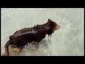 Dogbook Movie: Rough Life on St. Kitts Dogbook Movie: Rough Life on St. Kitts