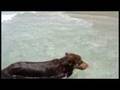 Dogbook Movie: Rough Life on St. Kitts