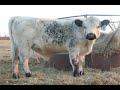logans calf story