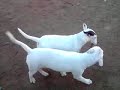 yuka y brutus 3