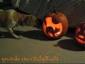 dog encounters pumpkins dog encounters pumpkins
