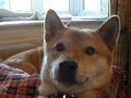 Azuki, the shiba inu, howls Azuki, the shiba inu, howls