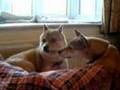 Azuki, the shiba inu, howls