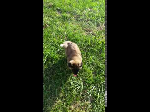 Outstanding Akita boy Luddow
