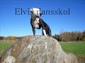 dancing pitbull