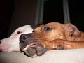 dancing pitbull