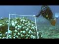 Video: Fingers For Eating Fish and Fish Eating Feet [Rocketboom on YouTube]