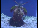 Peacock Mantis Shrimp