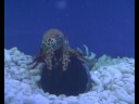 Peacock Mantis Shrimp