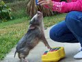 Thimble the Piano playing Micro Teacup Pig!!!