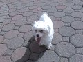 VID00315.AVI