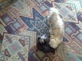 puppies playing