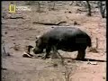 Hippo Saves Baby Antelope: Amazing