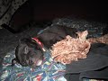 Pitbull puppy plays with rope. -Cute!