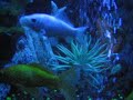 African Clawed Frog Eating