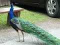 Peacock in Bodnant Gardens, Wales