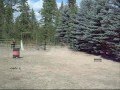 videos de Stella
