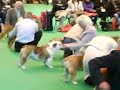 Crufts 2008