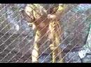 ball scratching monkey