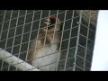 allevamento  cardellino  pacestefano  nuovi  video 5