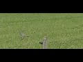 Gele Kwikstaart