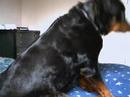My Handsome Rottie Showin Off My Handsome Rottie Showin Off