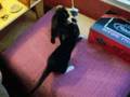 My Cats (Simon & June)