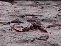 Mudskipper of Borneo Mudskipper of Borneo