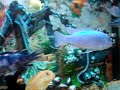Malawi cichlids fish tank Galway